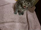 Кошка сибирская,папа шотландский кот объявление продам