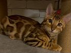 Бенгальские котята чистокровные с родословной объявление продам