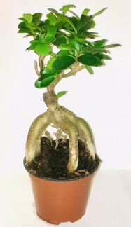 Дерево бонсай