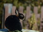 Декоративные кролики (карликовый рекс) объявление продам