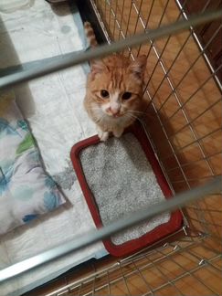 Котик