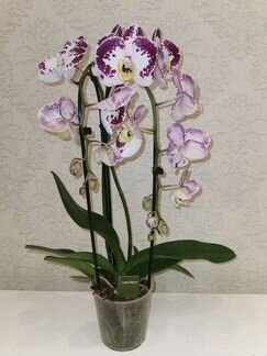 Орхидея фаленопсис Bellicose
