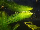 Живое растение в аквариум