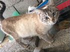 Кошка тайской породы