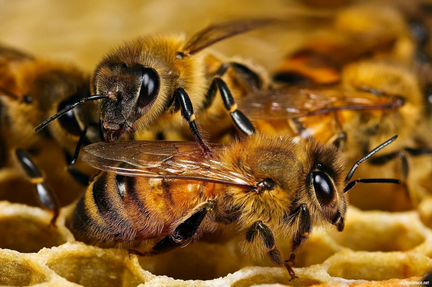 Пчелосемьи и молодые отводки