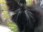 Чёрно-белый котенок объявление продам
