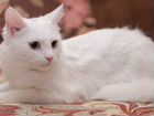 Белая кошечка,турецкая ангора