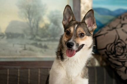 Берта - воспитанная собачка ищет семью