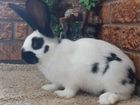 Кролики строкачи (нпв), французский баран объявление продам