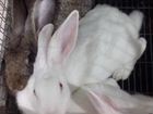 Кролики мясной породы