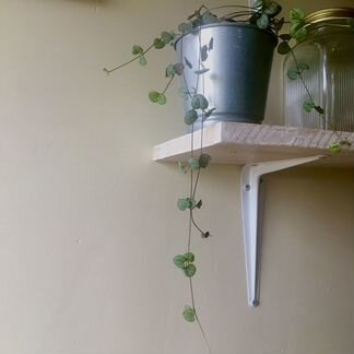 Церопегия и гельксина