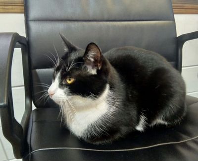 Прекрасный котик Директор в добрые руки
