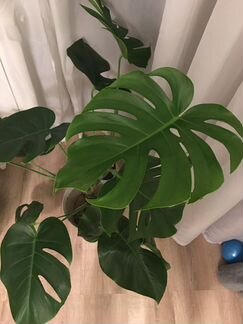 Монстера 80 см