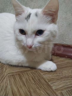 Кошка Као-Мани