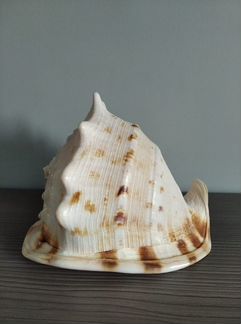 Ракушка Кассис
