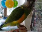 Сенегальский попугай кроша объявление продам