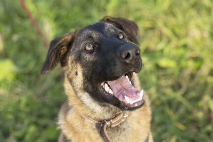 Рэй в поисках дома