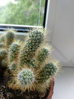 Кактус
