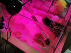 Две красноухие черепахи с лампой аквариумом фильтр