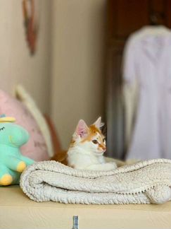 Котенка хотят сдать в приют