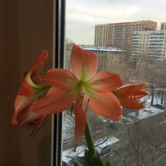 Красивейший Гиппеаструм (Амариллис)