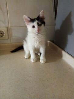 Милый пушистик