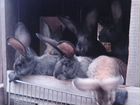 Кролики фландеры объявление продам