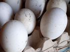 Яйца гусинные линда