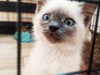 Котёнок девочка с голубыми глазками