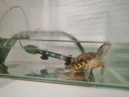 Черепахи с аквариумом