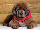 Шикарный щенок, Тибетского мастифа объявление продам