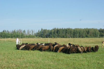 Овцы, бараны,ягнята - фотография № 1