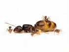 Pheidole pallidula муравьи для муравьиной фермы