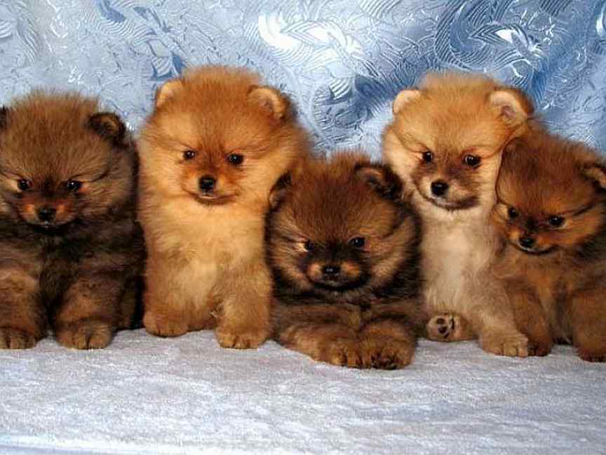 Отдадим щенков шпица даром в москве. Щенки шпица в добрые. Померанский шпиц смесь. Порода собак шпицы даром. Померанский шпиц кремовый окрас.