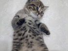 Шотландские котята скоттиш -страйт объявление продам