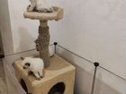 Тайские котята объявление продам