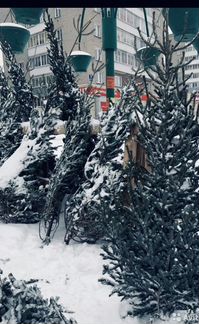 Живые елки русские