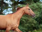 Лошадь донская кобыла Благовеста2 года объявление продам