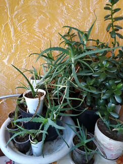 Алоэ столетник