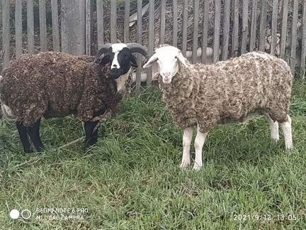 Баран, овца - фотография № 2