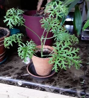 Герань душистая Роза-Лимон,Кола