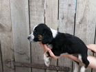 Собака щенки русского спаниеля объявление продам