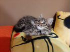 Сибирский котенок объявление продам