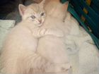 Котята от очень умной кошки, три котика и кошечка объявление продам