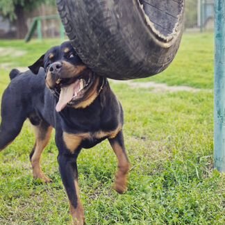 Ротвейлер вязка/случка