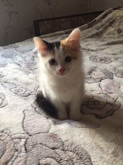 Котята, трехцветная девочка и чёрно-белый мальчик