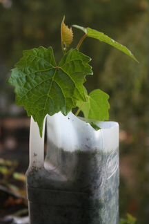 Купить Амурский виноград, Ягодную живую изгородь