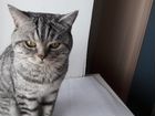 Британский кот для вязки объявление продам