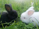 Кролики немецкая ангора