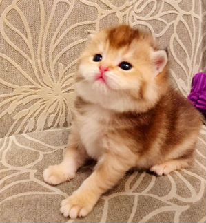 Золотая шиншилла мальчик